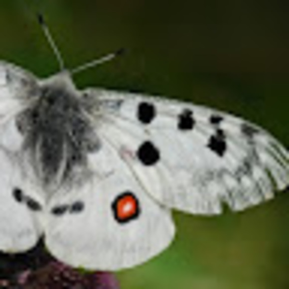 Meet your Posher, Kira - Picture 1 of 1